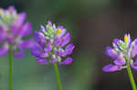 Curtiss' milkwort